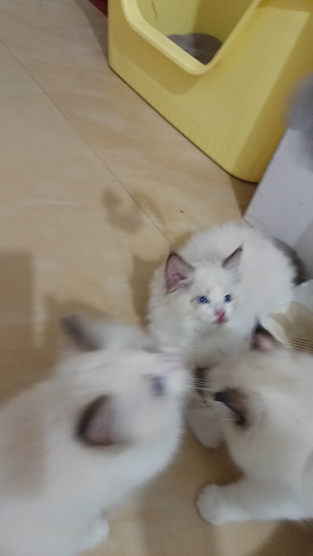 布偶猫